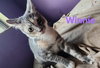 Winnie