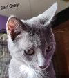 Earl Grey