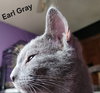Earl Grey