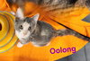 Oolong