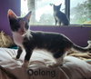 Oolong