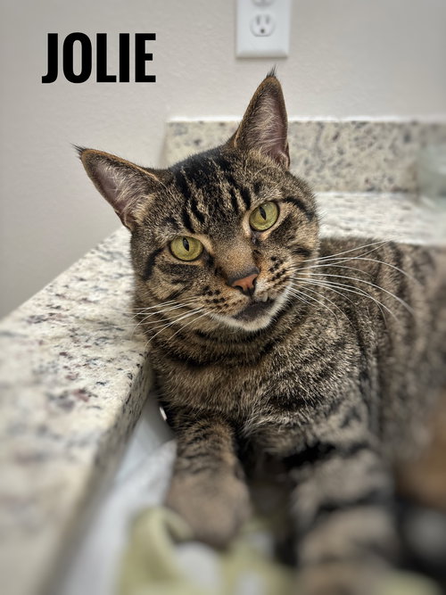 Jolie, an adoptable American Shorthair in Longwood, FL