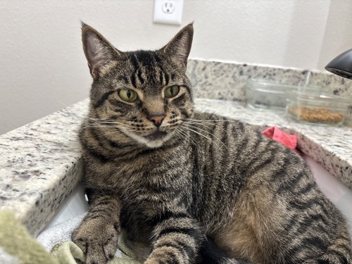 JOLIE - American Shorthair available for adoption