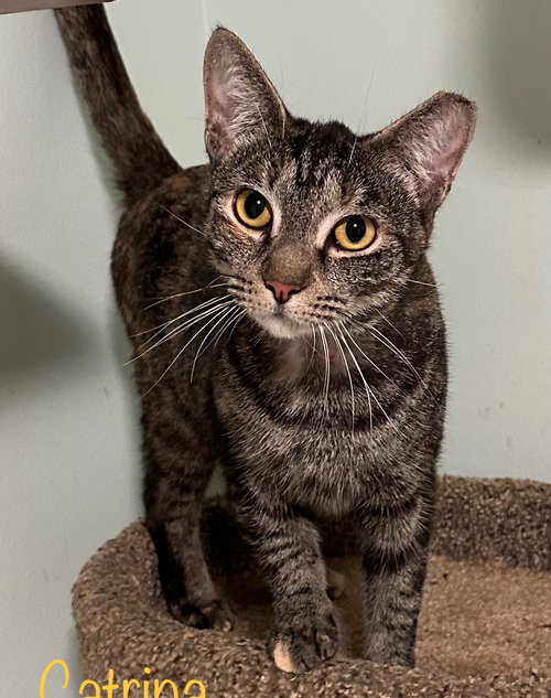 CATRINA - Domestic Short Hair available for adoption