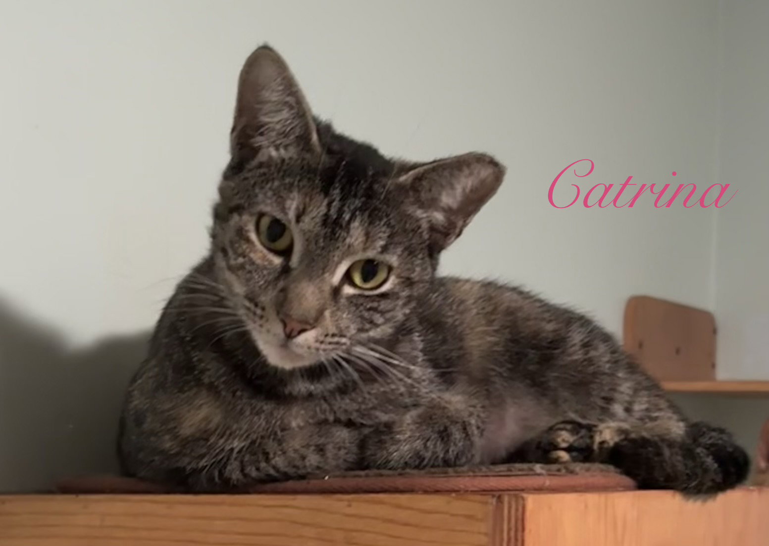 Catrina Image