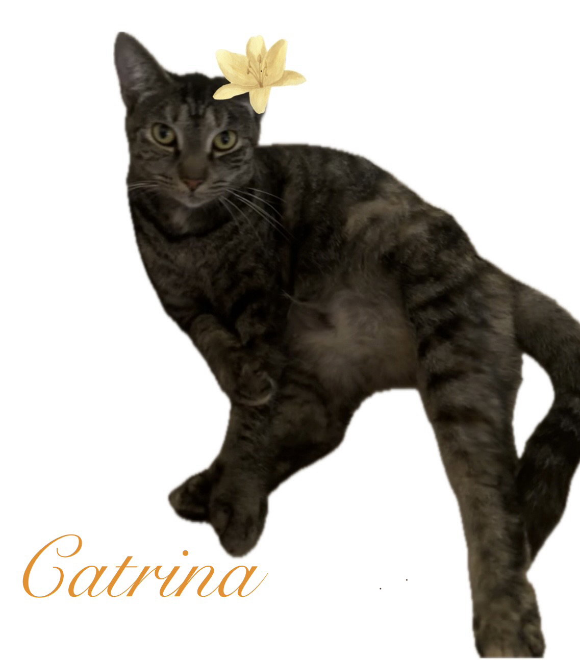 Catrina, photo 2