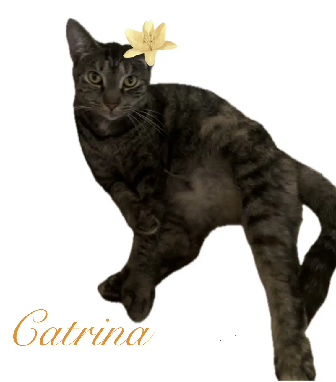 Catrina image 2
