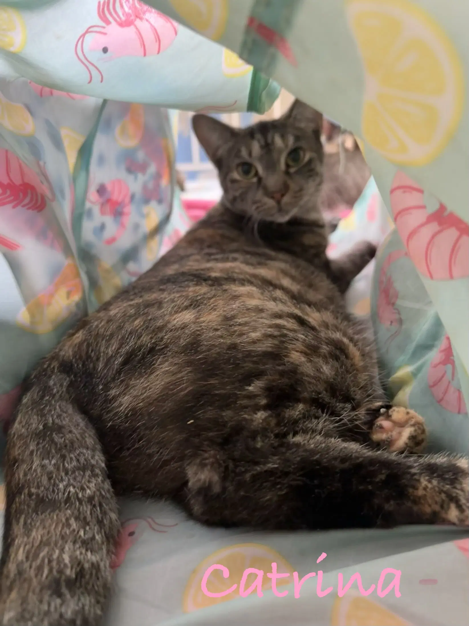 Catrina - Domestic Short Hair