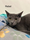 Rebel