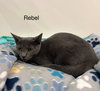 Rebel