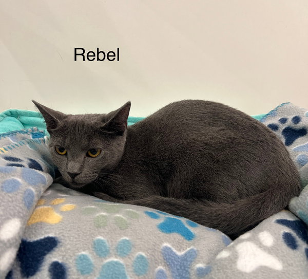 Rebel