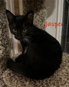 Jasper