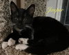 Jasper