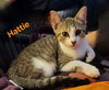 Hattie