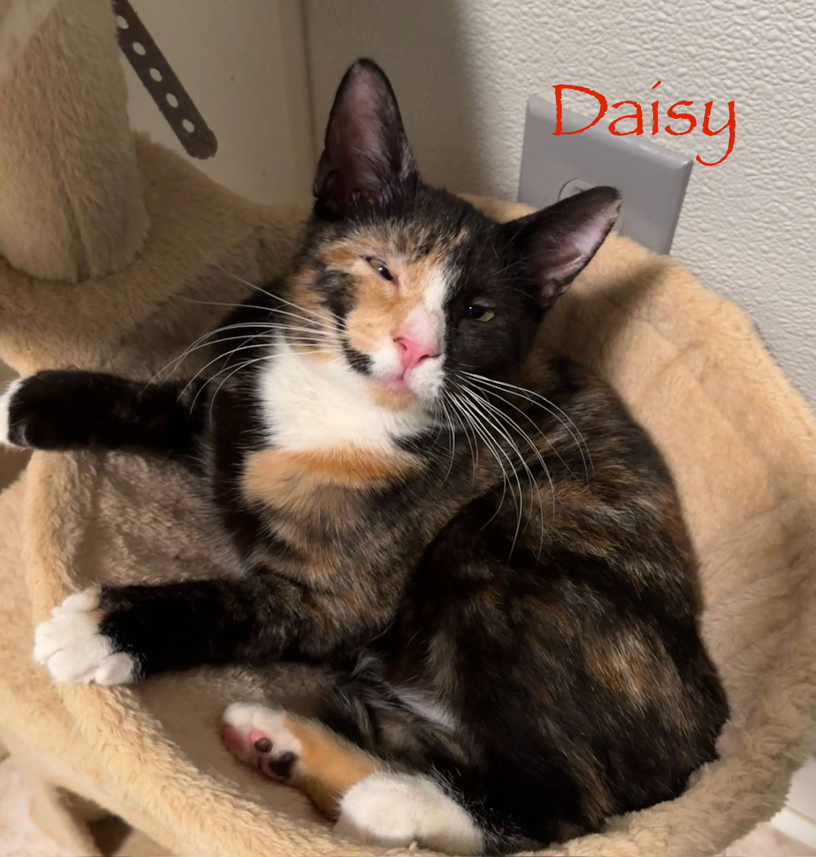 Daisy Image