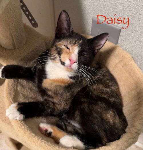 DAISY - Calico / Domestic Short Hair available for adoption