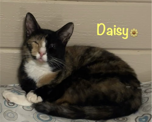 picture of the cat needing adoption