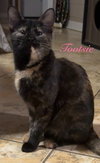 Tootsie