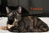 Tootsie