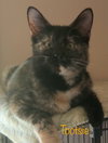 Tootsie
