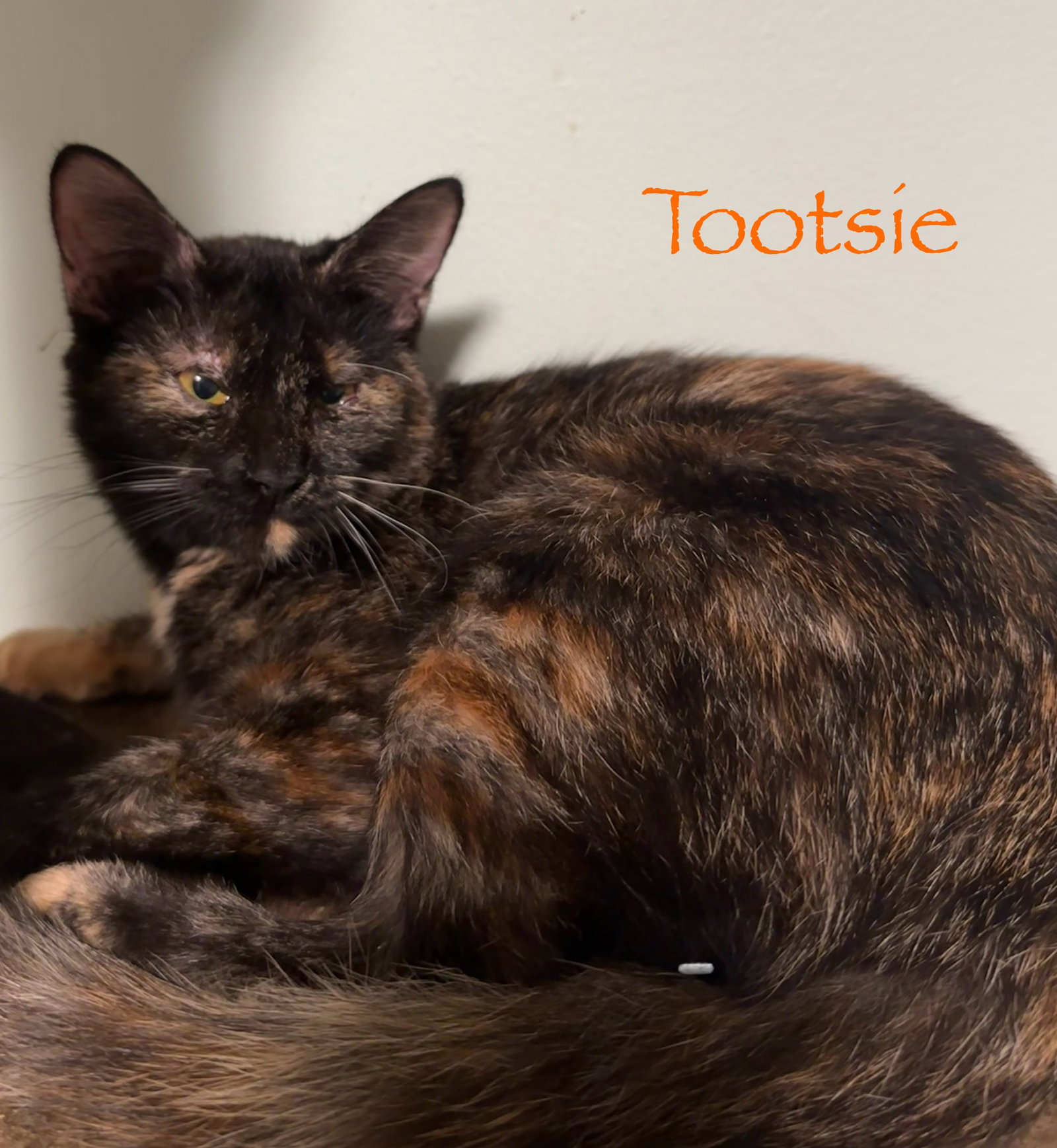 Tootsie Image