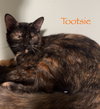 Tootsie