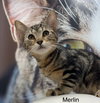 Merlin
