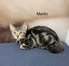 Merlin
