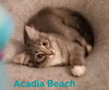 Acadia Beach