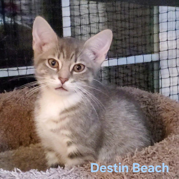 Destin Beach