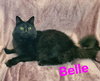 Belle