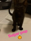 Sugar Pop