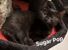Sugar Pop