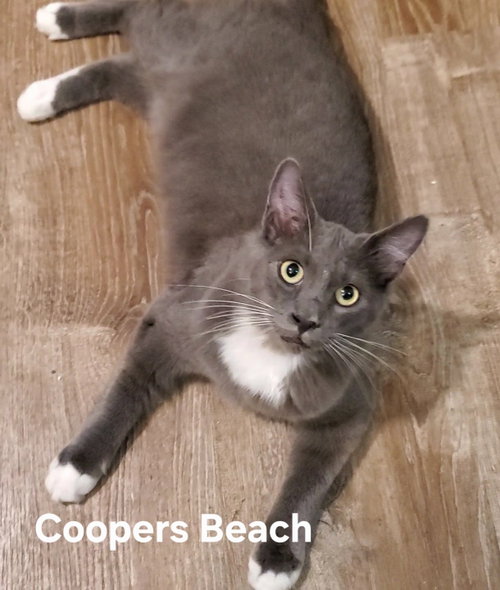 Coopers Beach, an adoptable Domestic Medium Hair in Longwood, FL