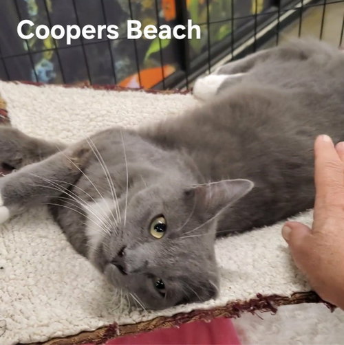 COOPERS BEACH - Domestic Medium Hair available for adoption