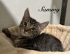 Sammy