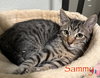 Sammy