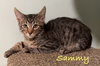 Sammy