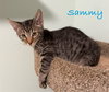 Sammy