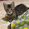 Sara