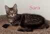 Sara