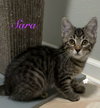 Sara