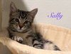 Sally