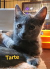 Tarte