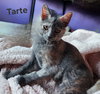 Tarte - Photo 2