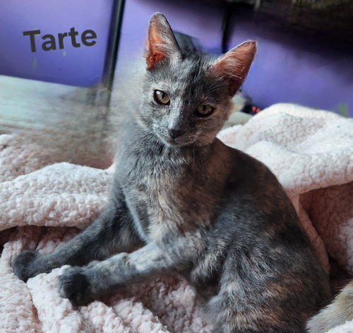 TARTE - Domestic Medium Hair available for adoption