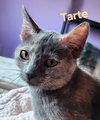 Tarte - Photo 1