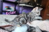 Eclair