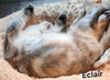 Eclair