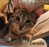 Cecelia